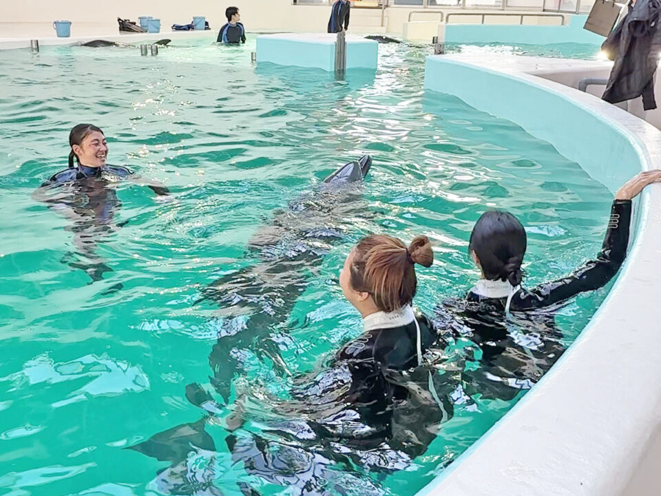 ドルフィンスイム