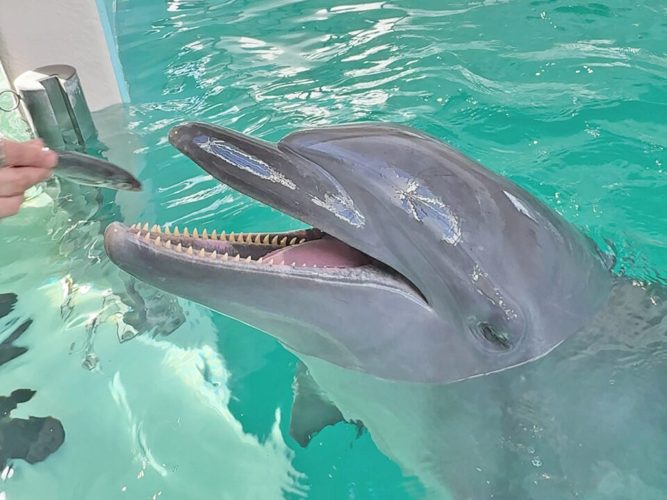 イルカとのふれあい体験