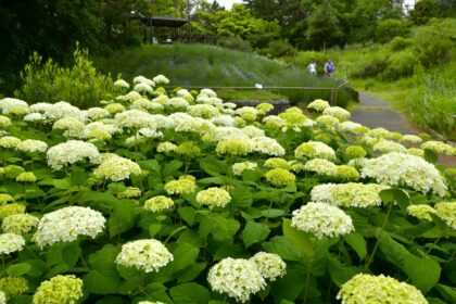ひたち海浜公園で白い紫陽花「アナベル」が最盛期を迎え、咲き誇る様子