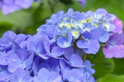 梅雨を象徴する紫陽花の様子